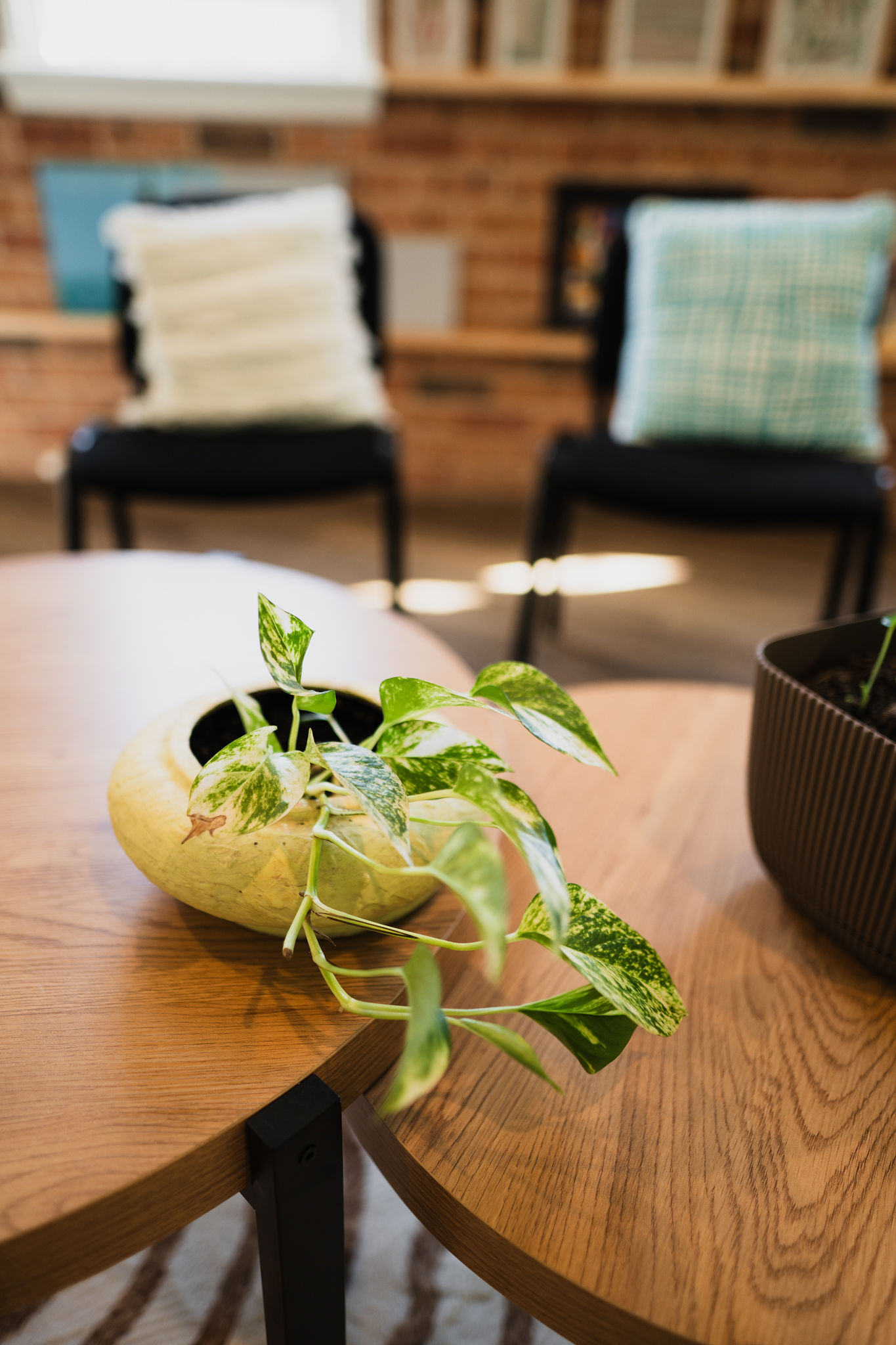 A leafy pot plant on a timber coffee table in the calm therapy space at Picton Psychology